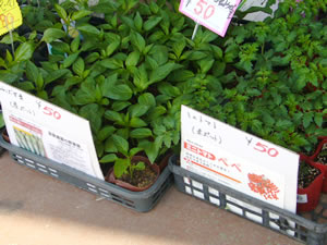 花工房さんの野菜の苗