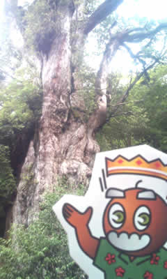 縄文杉