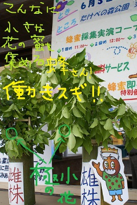 こんなに小さな花の蜜を集める蜂さん！働きスギ!!