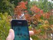 Kouyou201210thumbjpg